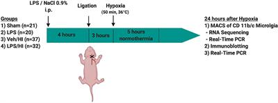 Involvement of CXCL1/CXCR2 During Microglia Activation Following Inflammation-Sensitized Hypoxic-Ischemic Brain Injury in Neonatal Rats